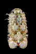  ( - LACM:DISCO:3397)  @11 [ ] CreativeCommons  Attribution (by) (2018) Natural History Museum of Los Angeles County Natural History Museum of Los Angeles County