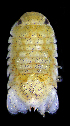  ( - LACM:DISCO:3397)  @11 [ ] CreativeCommons  Attribution (by) (2018) Natural History Museum of Los Angeles County Natural History Museum of Los Angeles County