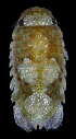  ( - LACM:DISCO:3397)  @11 [ ] CreativeCommons  Attribution (by) (2018) Natural History Museum of Los Angeles County Natural History Museum of Los Angeles County