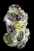  ( - LACM:DISCO:3397)  @11 [ ] CreativeCommons  Attribution (by) (2018) Natural History Museum of Los Angeles County Natural History Museum of Los Angeles County