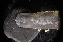  ( - LACM:DISCO:3433)  @11 [ ] CreativeCommons  Attribution (by) (2018) Natural History Museum of Los Angeles County Natural History Museum of Los Angeles County