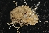  ( - LACM:DISCO:3622)  @11 [ ] CreativeCommons  Attribution (by) (2018) Natural History Museum of Los Angeles County Natural History Museum of Los Angeles County