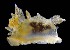  (Dirona picta - LACM:DISCO:3652)  @11 [ ] CreativeCommons  Attribution (by) (2018) Natural History Museum of Los Angeles County Natural History Museum of Los Angeles County