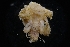  ( - LACM:DISCO:3679)  @11 [ ] CreativeCommons  Attribution (by) (2018) Natural History Museum of Los Angeles County Natural History Museum of Los Angeles County