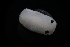 (Cadlina flavomaculata - LACM:DISCO:3689)  @11 [ ] CreativeCommons  Attribution (by) (2018) Natural History Museum of Los Angeles County Natural History Museum of Los Angeles County
