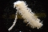  ( - LACM:DISCO:3705)  @11 [ ] CreativeCommons  Attribution (by) (2018) Natural History Museum of Los Angeles County Natural History Museum of Los Angeles County