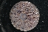  ( - LACM:DISCO:3931)  @11 [ ] CreativeCommons  Attribution (by) (2018) Natural History Museum of Los Angeles County Natural History Museum of Los Angeles County