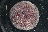  ( - LACM:DISCO:3931)  @11 [ ] CreativeCommons  Attribution (by) (2018) Natural History Museum of Los Angeles County Natural History Museum of Los Angeles County