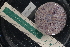  ( - LACM:DISCO:3931)  @11 [ ] CreativeCommons  Attribution (by) (2018) Natural History Museum of Los Angeles County Natural History Museum of Los Angeles County