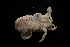  ( - LACM:DISCO:3964)  @11 [ ] CreativeCommons  Attribution (by) (2018) Natural History Museum of Los Angeles County Natural History Museum of Los Angeles County