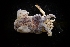  ( - LACM:DISCO:3964)  @11 [ ] CreativeCommons  Attribution (by) (2018) Natural History Museum of Los Angeles County Natural History Museum of Los Angeles County