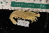  ( - LACM:DISCO:3995)  @11 [ ] CreativeCommons  Attribution (by) (2018) Natural History Museum of Los Angeles County Natural History Museum of Los Angeles County