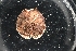  ( - LACM:DISCO:4008)  @11 [ ] CreativeCommons  Attribution (by) (2018) Natural History Museum of Los Angeles County Natural History Museum of Los Angeles County