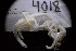  ( - LACM:DISCO:4018)  @11 [ ] CreativeCommons  Attribution (by) (2018) Natural History Museum of Los Angeles County Natural History Museum of Los Angeles County