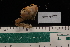  ( - LACM:DISCO:4097)  @11 [ ] CreativeCommons  Attribution (by) (2018) Natural History Museum of Los Angeles County Natural History Museum of Los Angeles County