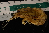  ( - LACM:DISCO:4100)  @11 [ ] CreativeCommons  Attribution (by) (2018) Natural History Museum of Los Angeles County Natural History Museum of Los Angeles County