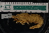  ( - LACM:DISCO:4120)  @11 [ ] CreativeCommons  Attribution (by) (2018) Natural History Museum of Los Angeles County Natural History Museum of Los Angeles County