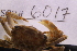  ( - LACM:DISCO:6017)  @11 [ ] CreativeCommons  Attribution (by) (2018) Natural History Museum of Los Angeles County Natural History Museum of Los Angeles County
