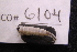  ( - LACM:DISCO:6104)  @11 [ ] CreativeCommons  Attribution (by) (2018) Natural History Museum of Los Angeles County Natural History Museum of Los Angeles County