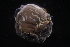  ( - LACM:DISCO:6170)  @11 [ ] CreativeCommons  Attribution (by) (2018) Natural History Museum of Los Angeles County Natural History Museum of Los Angeles County