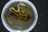  ( - LACM:DISCO:6314)  @11 [ ] CreativeCommons  Attribution (by) (2018) Natural History Museum of Los Angeles County Natural History Museum of Los Angeles County