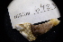  ( - LACM:DISCO:6423)  @11 [ ] CreativeCommons  Attribution (by) (2018) Natural History Museum of Los Angeles County Natural History Museum of Los Angeles County