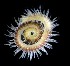  (Gymnonereis - LACM:DISCO:6667)  @11 [ ] CreativeCommons  Attribution (by) (2018) Natural History Museum of Los Angeles County Natural History Museum of Los Angeles County