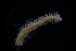 (Phyllodoce pettiboneae - LACM:DISCO:6832)  @11 [ ] CreativeCommons  Attribution (by) (2018) Natural History Museum of Los Angeles County Natural History Museum of Los Angeles County