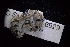  ( - LACM:DISCO:6929)  @11 [ ] CreativeCommons  Attribution (by) (2018) Natural History Museum of Los Angeles County Natural History Museum of Los Angeles County