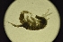  ( - LACM:DISCO:6972)  @11 [ ] CreativeCommons  Attribution (by) (2018) Natural History Museum of Los Angeles County Natural History Museum of Los Angeles County