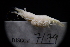  ( - LACM:DISCO:7179)  @11 [ ] CreativeCommons  Attribution (by) (2018) Natural History Museum of Los Angeles County Natural History Museum of Los Angeles County