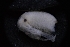  (Branchinecta sandiegonensis - LACM:DISCO:7251)  @11 [ ] CreativeCommons  Attribution (by) (2018) Natural History Museum of Los Angeles County Natural History Museum of Los Angeles County