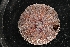  ( - LACM:DISCO:7309)  @11 [ ] CreativeCommons  Attribution (by) (2018) Natural History Museum of Los Angeles County Natural History Museum of Los Angeles County