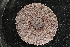  ( - LACM:DISCO:7309)  @11 [ ] CreativeCommons  Attribution (by) (2018) Natural History Museum of Los Angeles County Natural History Museum of Los Angeles County