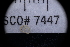 ( - LACM:DISCO:7447)  @11 [ ] CreativeCommons  Attribution (by) (2018) Natural History Museum of Los Angeles County Natural History Museum of Los Angeles County
