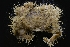  ( - LACM:DISCO:7765)  @11 [ ] CreativeCommons  Attribution (by) (2018) Natural History Museum of Los Angeles County Natural History Museum of Los Angeles County