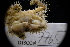  ( - LACM:DISCO:7765)  @11 [ ] CreativeCommons  Attribution (by) (2018) Natural History Museum of Los Angeles County Natural History Museum of Los Angeles County