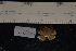  ( - LACM:DISCO:7766)  @11 [ ] CreativeCommons  Attribution (by) (2018) Natural History Museum of Los Angeles County Natural History Museum of Los Angeles County