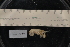  ( - LACM:DISCO:7784)  @11 [ ] CreativeCommons  Attribution (by) (2018) Natural History Museum of Los Angeles County Natural History Museum of Los Angeles County