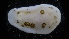  ( - LACM:DISCO:4044)  @11 [ ] CreativeCommons  Attribution (by) (2018) Natural History Museum of Los Angeles County Natural History Museum of Los Angeles County