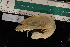 ( - LACM:DISCO:3902)  @11 [ ] CreativeCommons  Attribution (by) (2018) Natural History Museum of Los Angeles County Natural History Museum of Los Angeles County