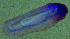 ( - DSB_125)  @11 [ ] Copyright (2015) Pedro Martinez Arbizu German Center for Marine Biodiversity Research