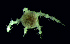  ( - DSB_86)  @11 [ ] Copyright (2015) Pedro Martinez Arbizu German Center for Marine Biodiversity Research