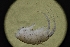 ( - LACM:DISCO:7274)  @11 [ ] CreativeCommons  Attribution (by) (2018) Natural History Museum of Los Angeles County Natural History Museum of Los Angeles County