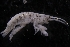  ( - LACM:DISCO:6051)  @11 [ ] CreativeCommons  Attribution (by) (2017) Natural History Museum of Los Angeles County Natural History Museum of Los Angeles County