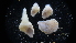 ( - LACM:DISCO:6179)  @11 [ ] CreativeCommons  Attribution (by) (2017) Natural History Museum of Los Angeles County Natural History Museum of Los Angeles County