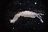  ( - LACM:DISCO:7273)  @11 [ ] CreativeCommons  Attribution (by) (2017) Natural History Museum of Los Angeles County Natural History Museum of Los Angeles County