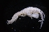  ( - LACM:DISCO:7273)  @11 [ ] CreativeCommons  Attribution (by) (2017) Natural History Museum of Los Angeles County Natural History Museum of Los Angeles County