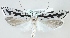  (Ethmia pusiella - MM00042)  @14 [ ] CreativeCommons - Attribution Non-Commercial (2015) Marko Mutanen University of Oulu