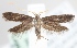  (Lecithocera nigrana - MM00192)  @14 [ ] CreativeCommons - Attribution Non-Commercial (2015) Marko Mutanen University of Oulu